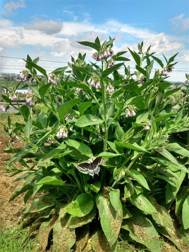 Comfrey bocking three - #4,,