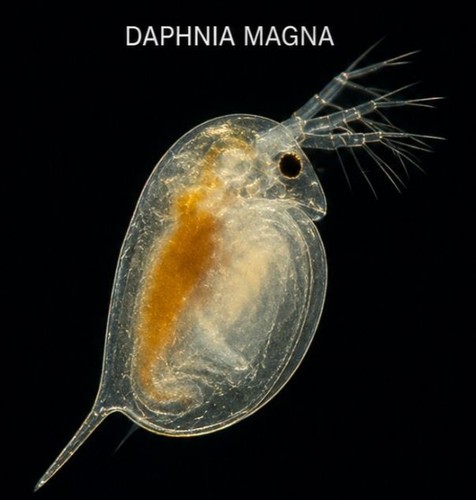 Live daphnia magna - daphnia, magna/water